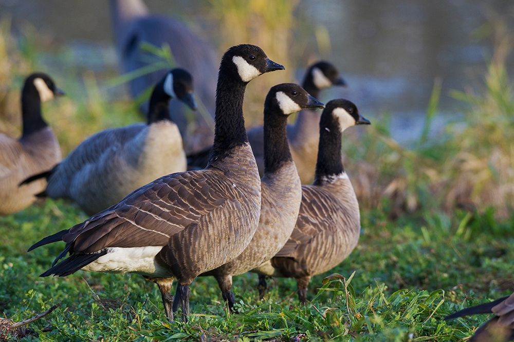 Lesser (Cackling) Canada Geese